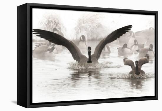 Wapiti Valley, Wyoming. Usa. Canadian Geese Land in a Winter's Pond-Janet Muir-Framed Premier Image Canvas