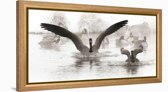 Wapiti Valley, Wyoming. USA. Canadian Geese land in a winter's pond.-Janet Muir-Framed Premier Image Canvas