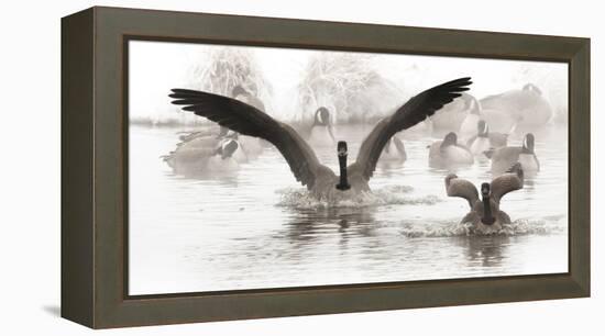 Wapiti Valley, Wyoming. USA. Canadian Geese land in a winter's pond.-Janet Muir-Framed Premier Image Canvas