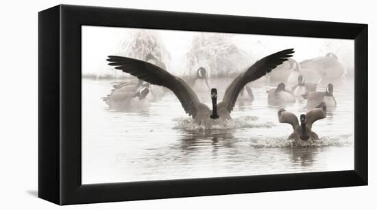 Wapiti Valley, Wyoming. USA. Canadian Geese land in a winter's pond.-Janet Muir-Framed Premier Image Canvas