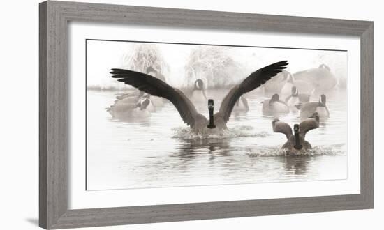 Wapiti Valley, Wyoming. USA. Canadian Geese land in a winter's pond.-Janet Muir-Framed Photographic Print