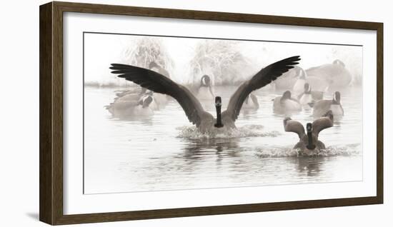 Wapiti Valley, Wyoming. USA. Canadian Geese land in a winter's pond.-Janet Muir-Framed Photographic Print