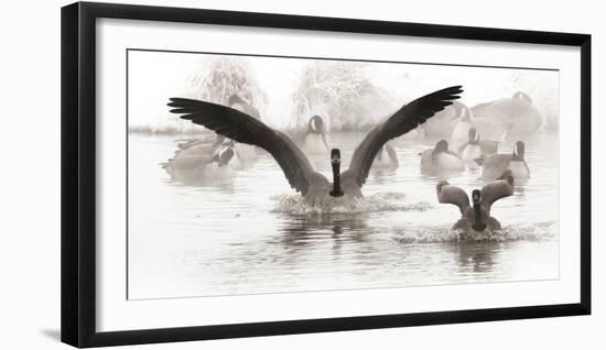 Wapiti Valley, Wyoming. USA. Canadian Geese land in a winter's pond.-Janet Muir-Framed Photographic Print