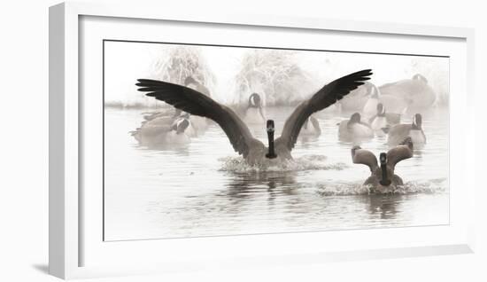 Wapiti Valley, Wyoming. USA. Canadian Geese land in a winter's pond.-Janet Muir-Framed Photographic Print