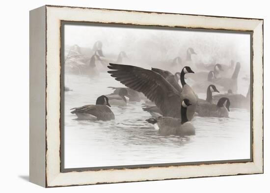 Wapiti, Wyoming. Usa. Artistic Shot of Canadian Geese in the Mist-Janet Muir-Framed Premier Image Canvas