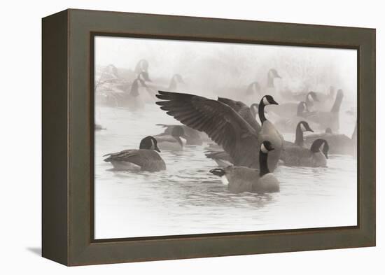 Wapiti, Wyoming. Usa. Artistic Shot of Canadian Geese in the Mist-Janet Muir-Framed Premier Image Canvas