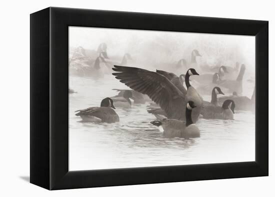 Wapiti, Wyoming. Usa. Artistic Shot of Canadian Geese in the Mist-Janet Muir-Framed Premier Image Canvas