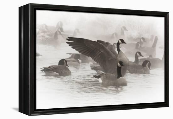 Wapiti, Wyoming. Usa. Artistic Shot of Canadian Geese in the Mist-Janet Muir-Framed Premier Image Canvas