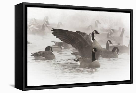Wapiti, Wyoming. Usa. Artistic Shot of Canadian Geese in the Mist-Janet Muir-Framed Premier Image Canvas