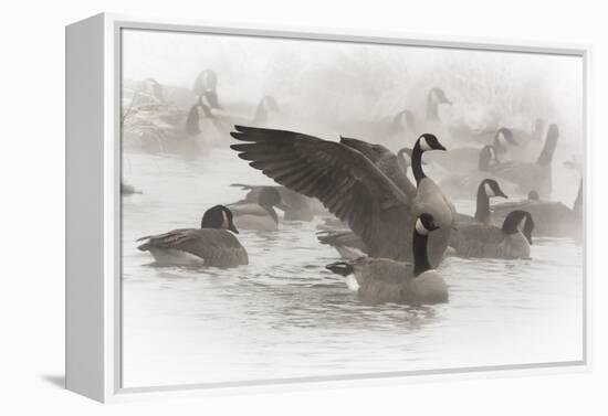 Wapiti, Wyoming. Usa. Artistic Shot of Canadian Geese in the Mist-Janet Muir-Framed Premier Image Canvas