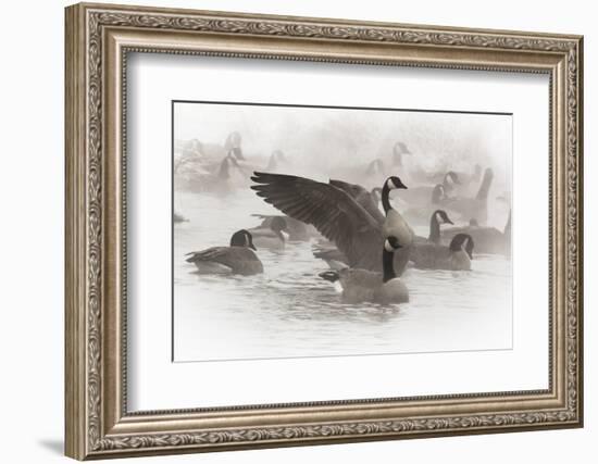 Wapiti, Wyoming. Usa. Artistic Shot of Canadian Geese in the Mist-Janet Muir-Framed Photographic Print