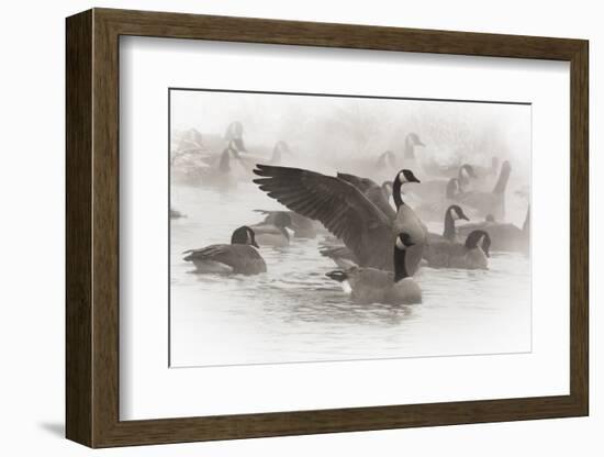 Wapiti, Wyoming. Usa. Artistic Shot of Canadian Geese in the Mist-Janet Muir-Framed Photographic Print