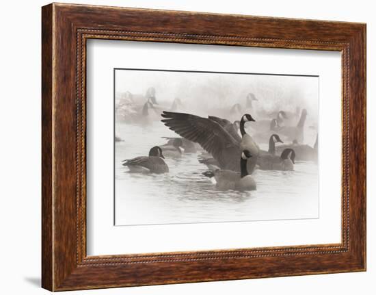 Wapiti, Wyoming. Usa. Artistic Shot of Canadian Geese in the Mist-Janet Muir-Framed Photographic Print