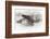 Wapiti, Wyoming. Usa. Artistic Shot of Canadian Geese in the Mist-Janet Muir-Framed Photographic Print