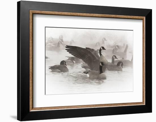 Wapiti, Wyoming. Usa. Artistic Shot of Canadian Geese in the Mist-Janet Muir-Framed Photographic Print