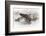 Wapiti, Wyoming. Usa. Artistic Shot of Canadian Geese in the Mist-Janet Muir-Framed Photographic Print