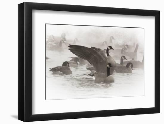 Wapiti, Wyoming. Usa. Artistic Shot of Canadian Geese in the Mist-Janet Muir-Framed Photographic Print