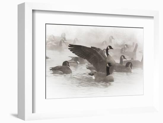 Wapiti, Wyoming. Usa. Artistic Shot of Canadian Geese in the Mist-Janet Muir-Framed Photographic Print