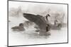 Wapiti, Wyoming. Usa. Artistic Shot of Canadian Geese in the Mist-Janet Muir-Mounted Photographic Print