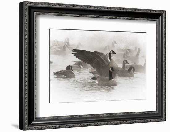 Wapiti, Wyoming. Usa. Artistic Shot of Canadian Geese in the Mist-Janet Muir-Framed Photographic Print