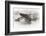 Wapiti, Wyoming. Usa. Artistic Shot of Canadian Geese in the Mist-Janet Muir-Framed Photographic Print