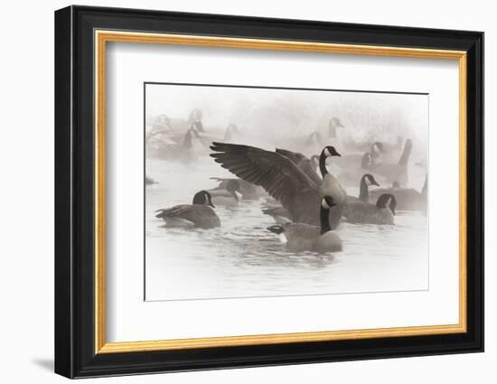 Wapiti, Wyoming. Usa. Artistic Shot of Canadian Geese in the Mist-Janet Muir-Framed Photographic Print