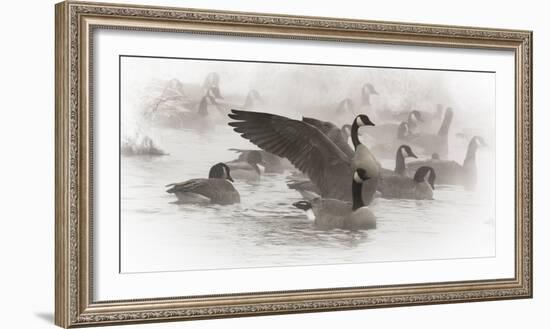 Wapiti, Wyoming. USA. Artistic shot of Canadian Geese in the mist.-Janet Muir-Framed Photographic Print