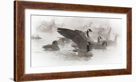 Wapiti, Wyoming. USA. Artistic shot of Canadian Geese in the mist.-Janet Muir-Framed Photographic Print