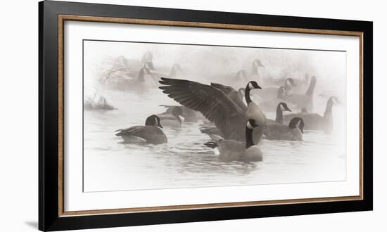 Wapiti, Wyoming. USA. Artistic shot of Canadian Geese in the mist.-Janet Muir-Framed Photographic Print