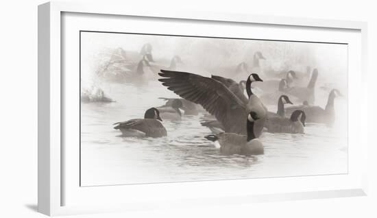 Wapiti, Wyoming. USA. Artistic shot of Canadian Geese in the mist.-Janet Muir-Framed Photographic Print