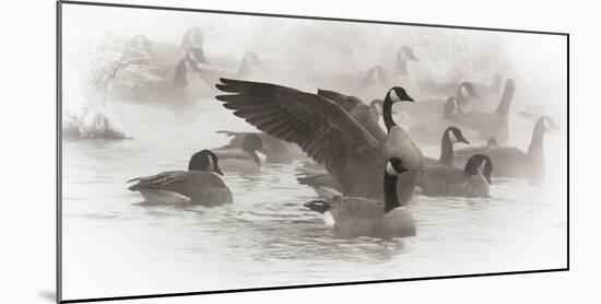 Wapiti, Wyoming. USA. Artistic shot of Canadian Geese in the mist.-Janet Muir-Mounted Photographic Print