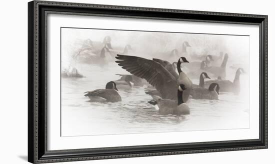 Wapiti, Wyoming. USA. Artistic shot of Canadian Geese in the mist.-Janet Muir-Framed Photographic Print