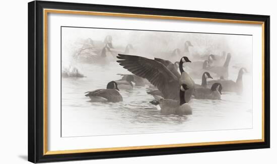 Wapiti, Wyoming. USA. Artistic shot of Canadian Geese in the mist.-Janet Muir-Framed Photographic Print