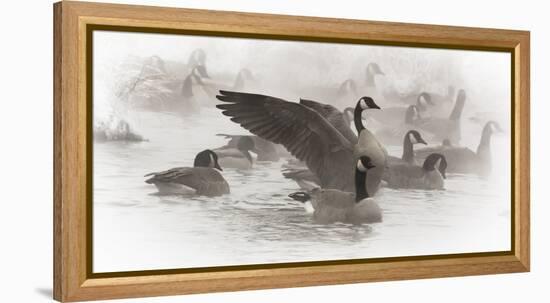 Wapiti, Wyoming. USA. Artistic shot of Canadian Geese in the mist.-Janet Muir-Framed Premier Image Canvas