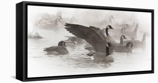 Wapiti, Wyoming. USA. Artistic shot of Canadian Geese in the mist.-Janet Muir-Framed Premier Image Canvas