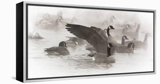 Wapiti, Wyoming. USA. Artistic shot of Canadian Geese in the mist.-Janet Muir-Framed Premier Image Canvas