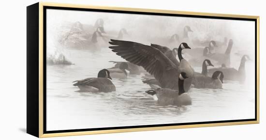 Wapiti, Wyoming. USA. Artistic shot of Canadian Geese in the mist.-Janet Muir-Framed Premier Image Canvas