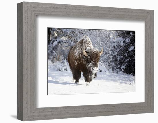 Wapiti, Wyoming. Usa. Bison Walking in the Snow-Janet Muir-Framed Photographic Print