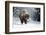 Wapiti, Wyoming. Usa. Bison Walking in the Snow-Janet Muir-Framed Photographic Print