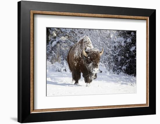 Wapiti, Wyoming. Usa. Bison Walking in the Snow-Janet Muir-Framed Photographic Print