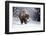 Wapiti, Wyoming. Usa. Bison Walking in the Snow-Janet Muir-Framed Photographic Print