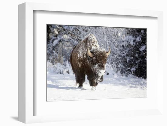 Wapiti, Wyoming. Usa. Bison Walking in the Snow-Janet Muir-Framed Photographic Print