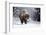 Wapiti, Wyoming. Usa. Bison Walking in the Snow-Janet Muir-Framed Photographic Print