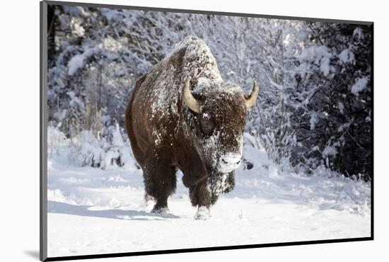 Wapiti, Wyoming. Usa. Bison Walking in the Snow-Janet Muir-Mounted Photographic Print