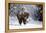 Wapiti, Wyoming. Usa. Bison Walking in the Snow-Janet Muir-Framed Premier Image Canvas