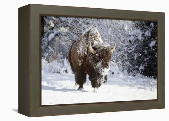 Wapiti, Wyoming. Usa. Bison Walking in the Snow-Janet Muir-Framed Premier Image Canvas