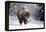 Wapiti, Wyoming. Usa. Bison Walking in the Snow-Janet Muir-Framed Premier Image Canvas