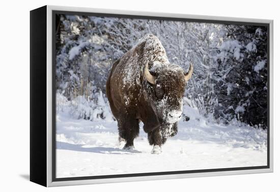 Wapiti, Wyoming. Usa. Bison Walking in the Snow-Janet Muir-Framed Premier Image Canvas