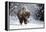 Wapiti, Wyoming. Usa. Bison Walking in the Snow-Janet Muir-Framed Premier Image Canvas