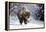 Wapiti, Wyoming. Usa. Bison Walking in the Snow-Janet Muir-Framed Premier Image Canvas